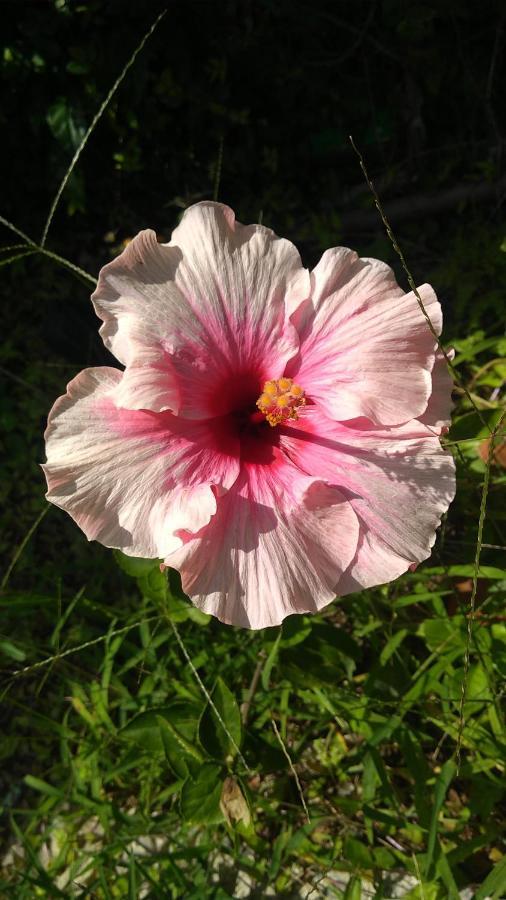 אריאל דו קאבו Pousada Arraial Caribe מראה חיצוני תמונה