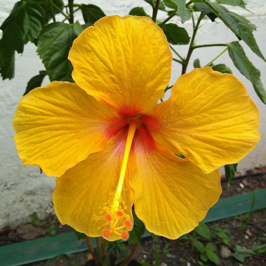 אריאל דו קאבו Pousada Arraial Caribe מראה חיצוני תמונה